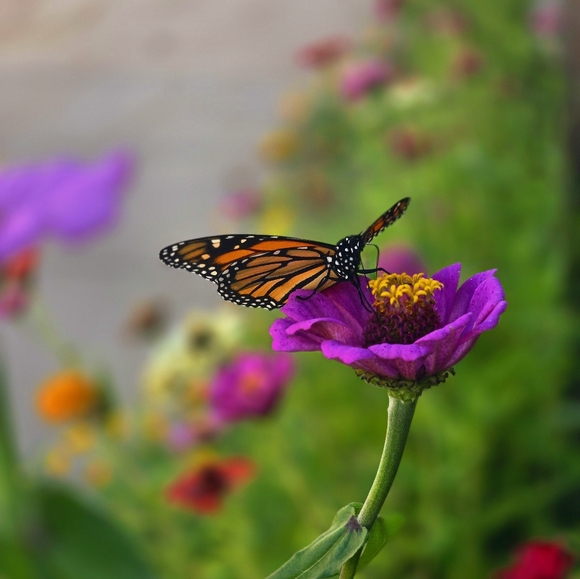 Meet your Posher, Ashley - Picture 7 of 8